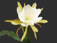 Thumbnail of 1504_Epicactus Hybride weiss-gelb_20120416(2).jpg